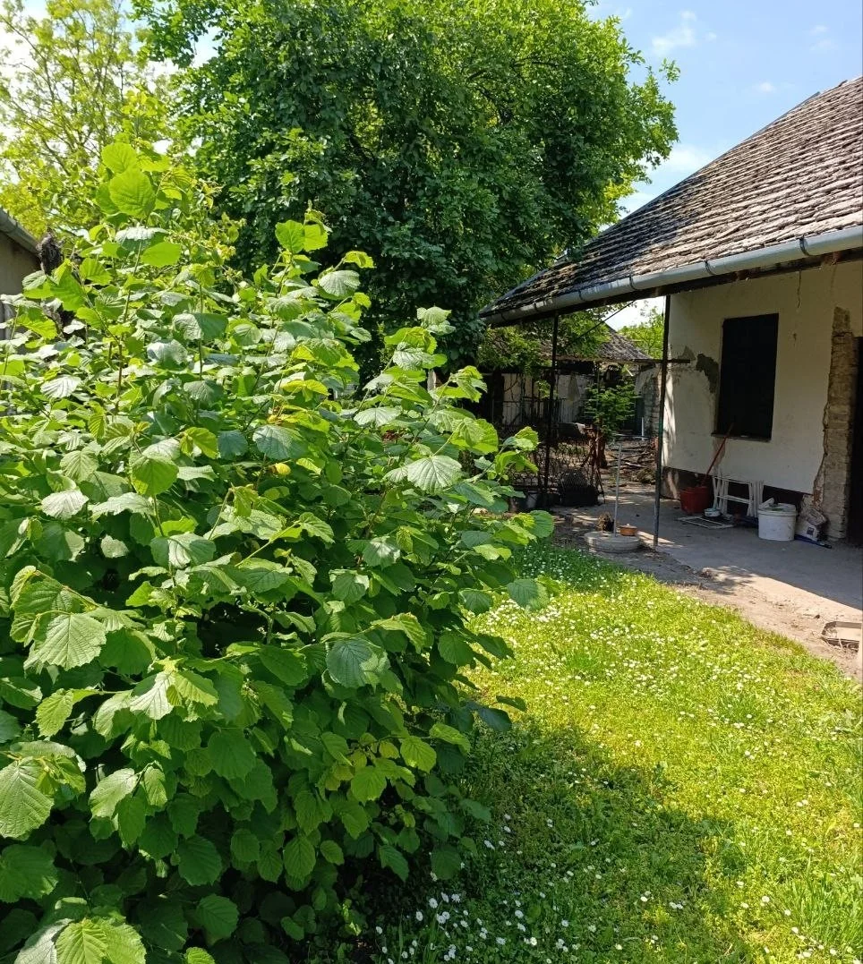 Большой дом на хорошей локации. 50 км от Нови Сада.