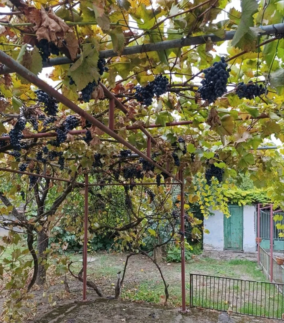 Двухэтажный кирпичный дом в центре села. 35 км от Нови Сада.