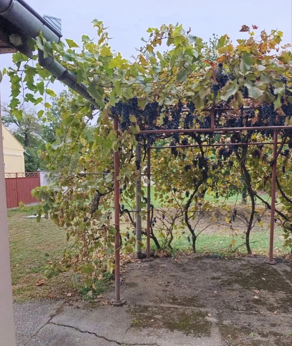 Двухэтажный кирпичный дом в центре села. 35 км от Нови Сада.